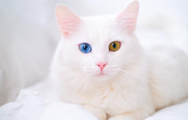 бяла котка