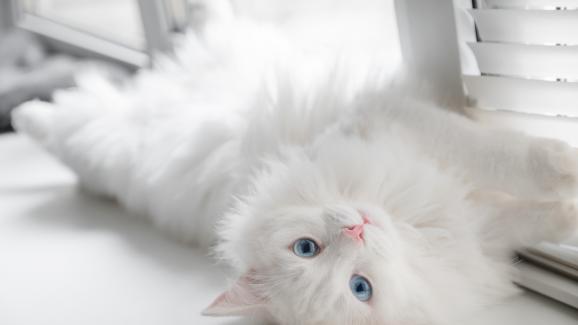 Котки с бяла козина - Стр.1 - DogsAndCats.bg