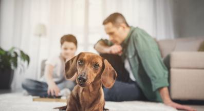 куче местене