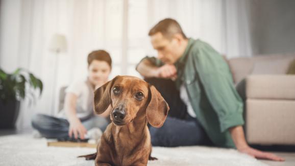 Как да подготвим кучето за големи промени в живота си