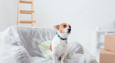 куче местене