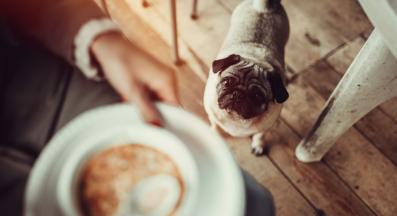 куче бульон