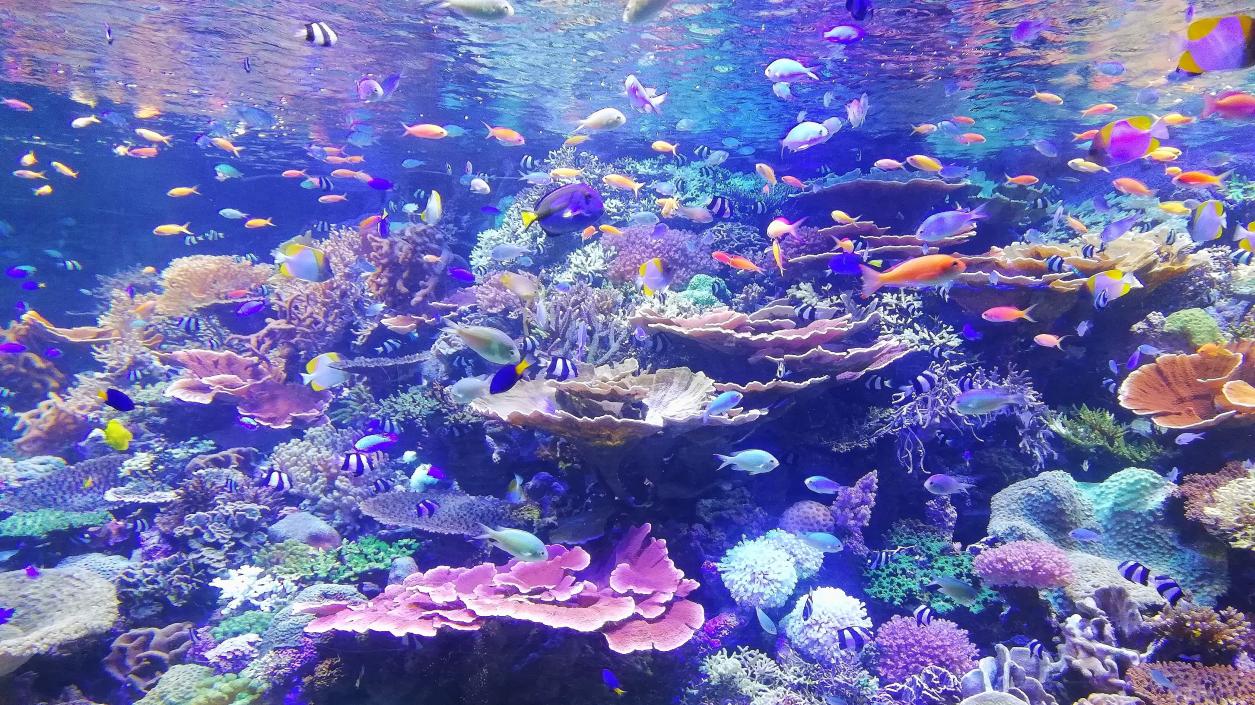 Откриха нов масивен коралов риф (ВИДЕО)