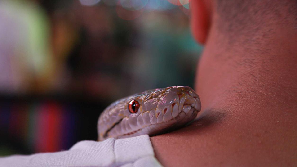 Масаж със змии стана хит в Египет