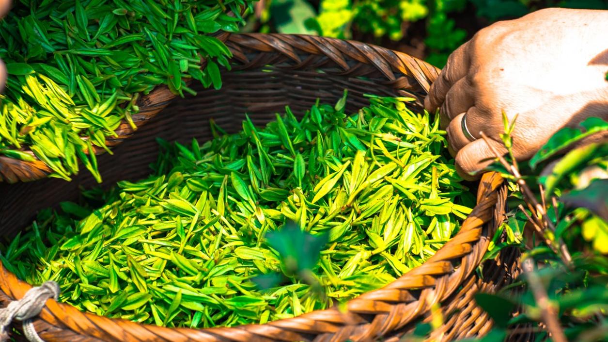 Вещество от зелен чай убива ракови клетки