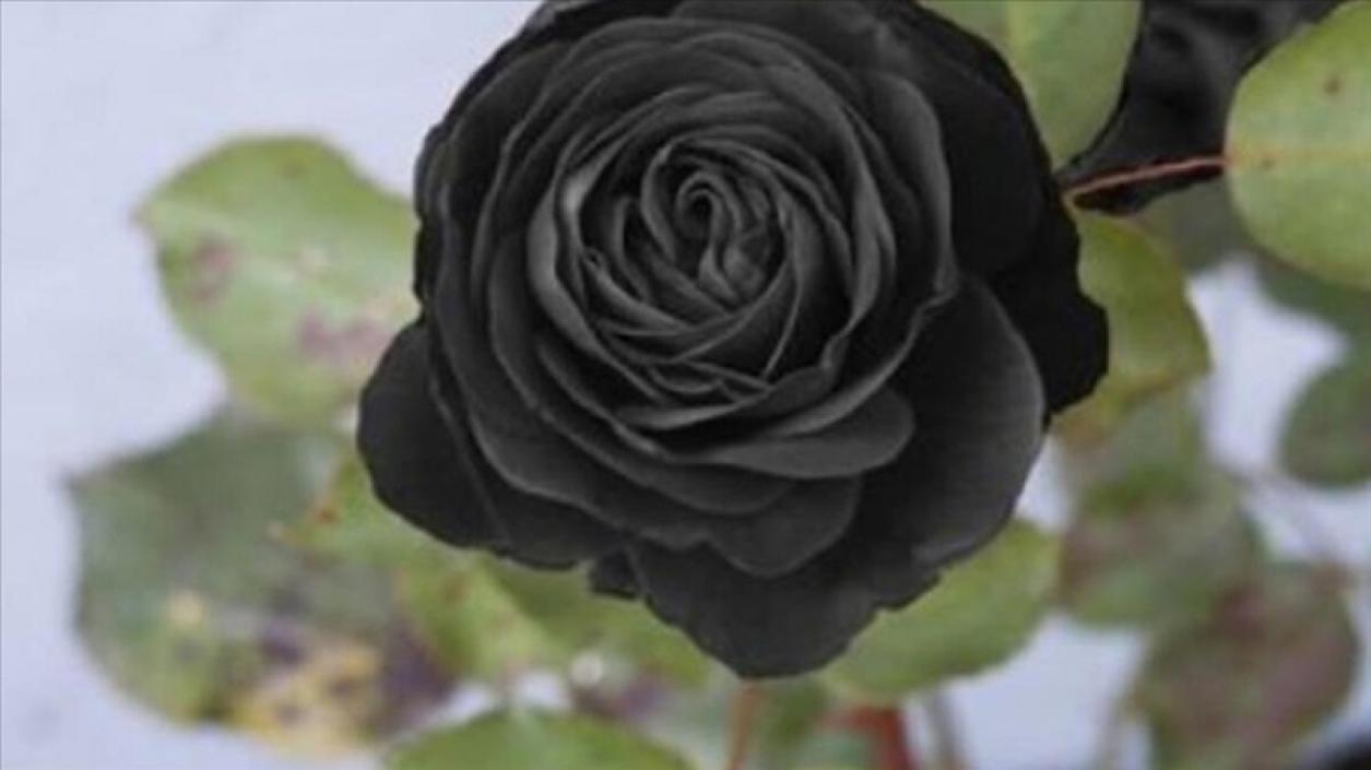 Турция патентова черната роза