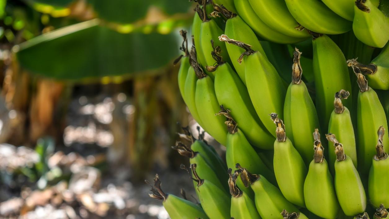 Изчезват ли бананите