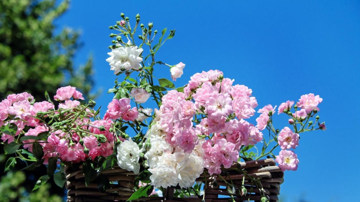 Цветница е - най-празнуваният имен ден в България