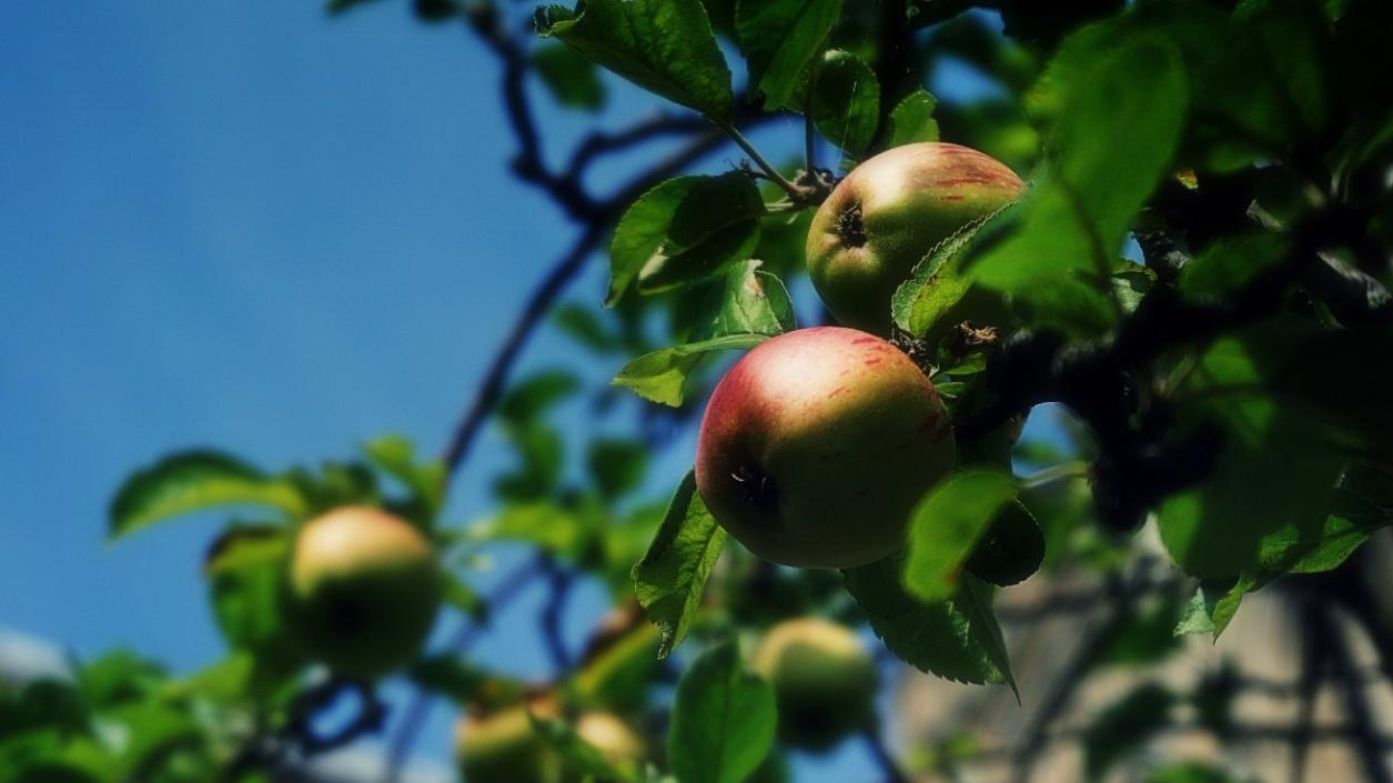 На Петровден се освещават първите ябълки-петровки