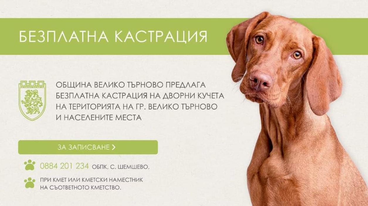 Безплатна кастрация за кучета във Велико Търново