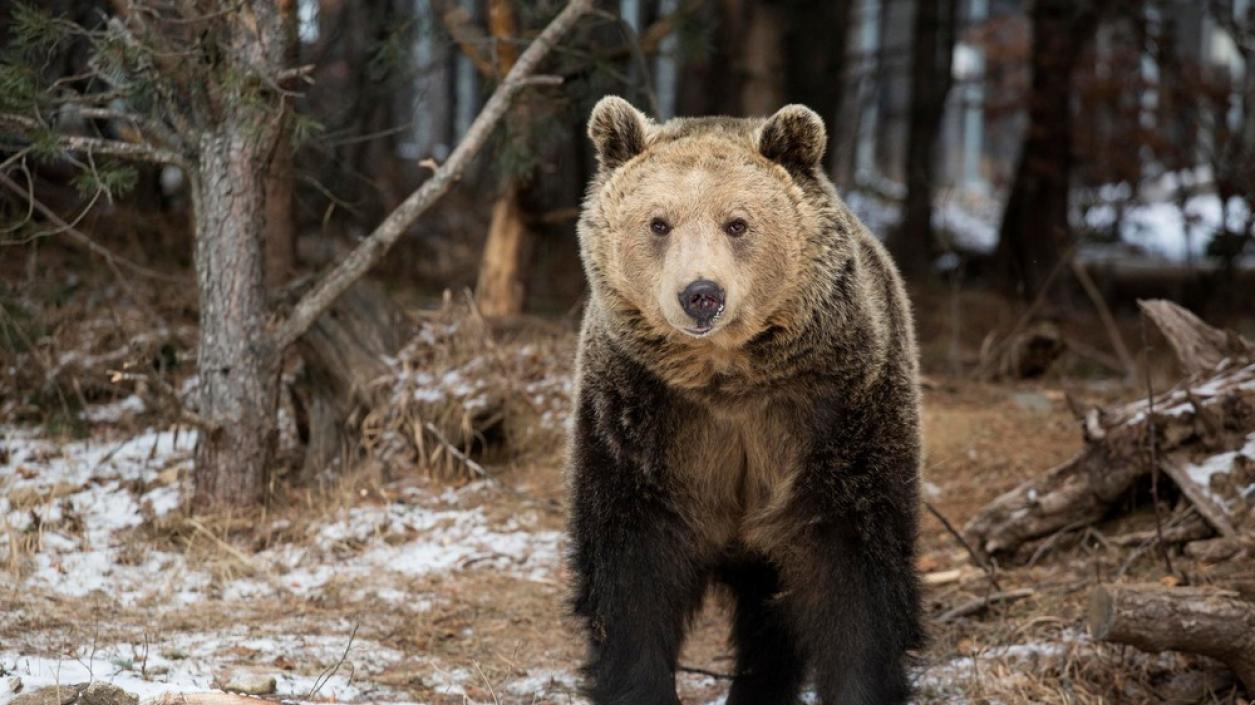 Паркът за танцуващи мечки край Белица отваря врати