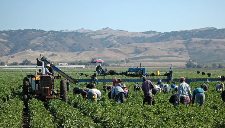 работници - Агро Телеграф: Режат субсидии за работници на черно в нивите