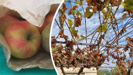 ябълки лоза