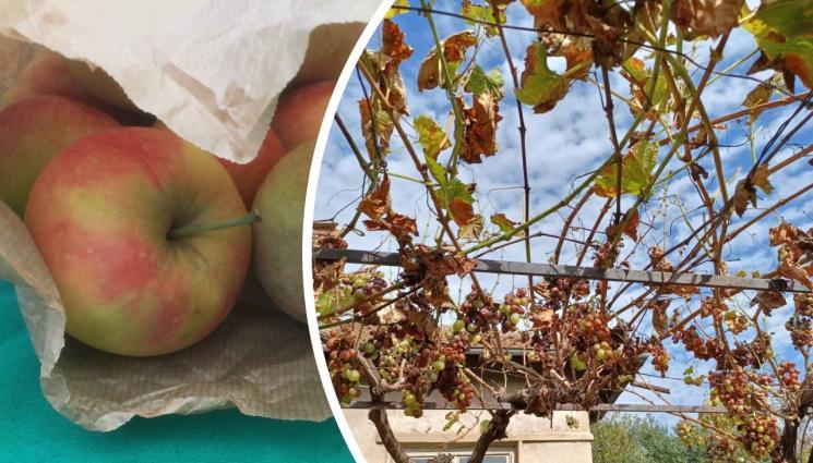 ябълки лоза - Агро Телеграф: Цикади заразяват с вируси лозята