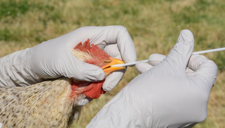 птичи грип - Ново огнище на птичи грип!
