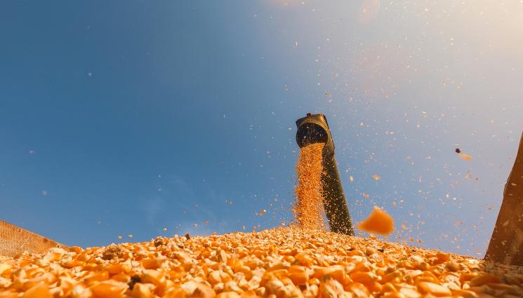 царевица - Агро Телеграф: Пшеницата поевтинява, царевицата тръгна нагоре