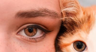 очи на котка