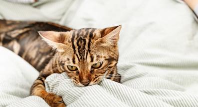 котка яде предмети