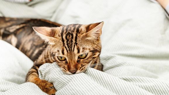 котка яде предмети