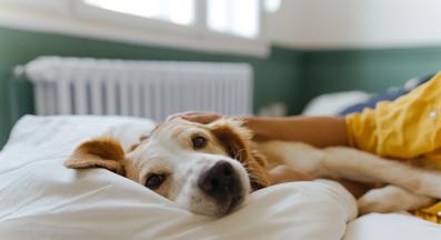 куче спокойно