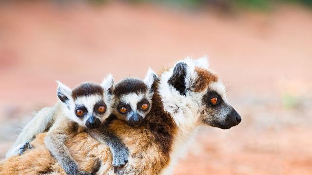 Две двойки близнаци лемури се родиха в новозеландски зоопарк