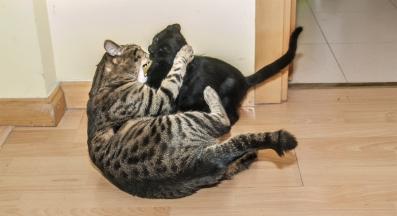 две котки в дом