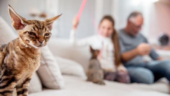 Грешки в отглеждането на котката - Стр.1 - DogsAndCats.bg