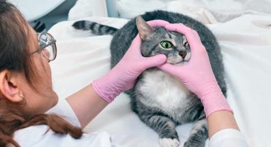 котка ветеринар