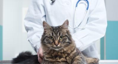 котка ветеринар