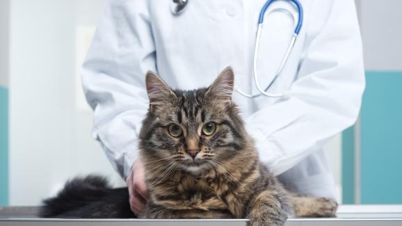 Плоскоклетъчен карцином - Стр.1 - DogsAndCats.bg