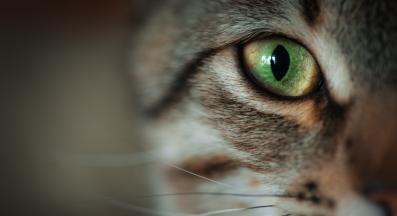 котка близък план