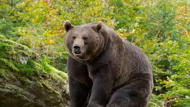 Джъмбо джет отново победи в конкурса за най-дебела мечка (ВИДЕО)