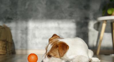 куче отегчено