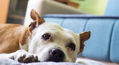 куче отегчено