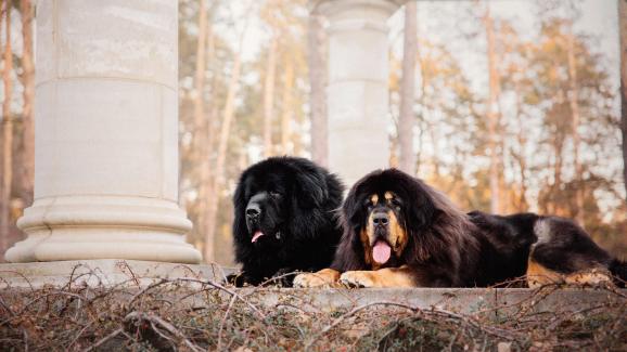 тибетски мастиф