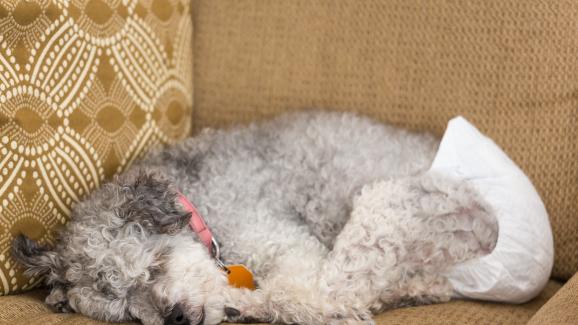 куче пелени