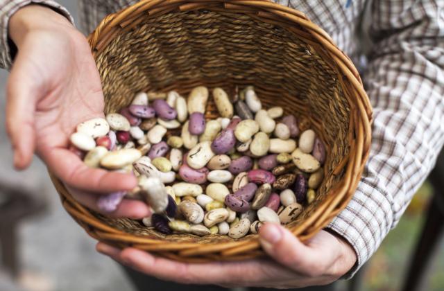Новата реколта смилянски фасул се продава на по-високи цени от
