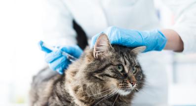котка ветеринар