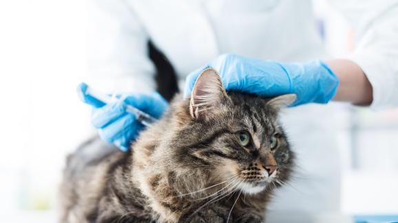 котка ветеринар