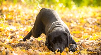 куче лице в земята
