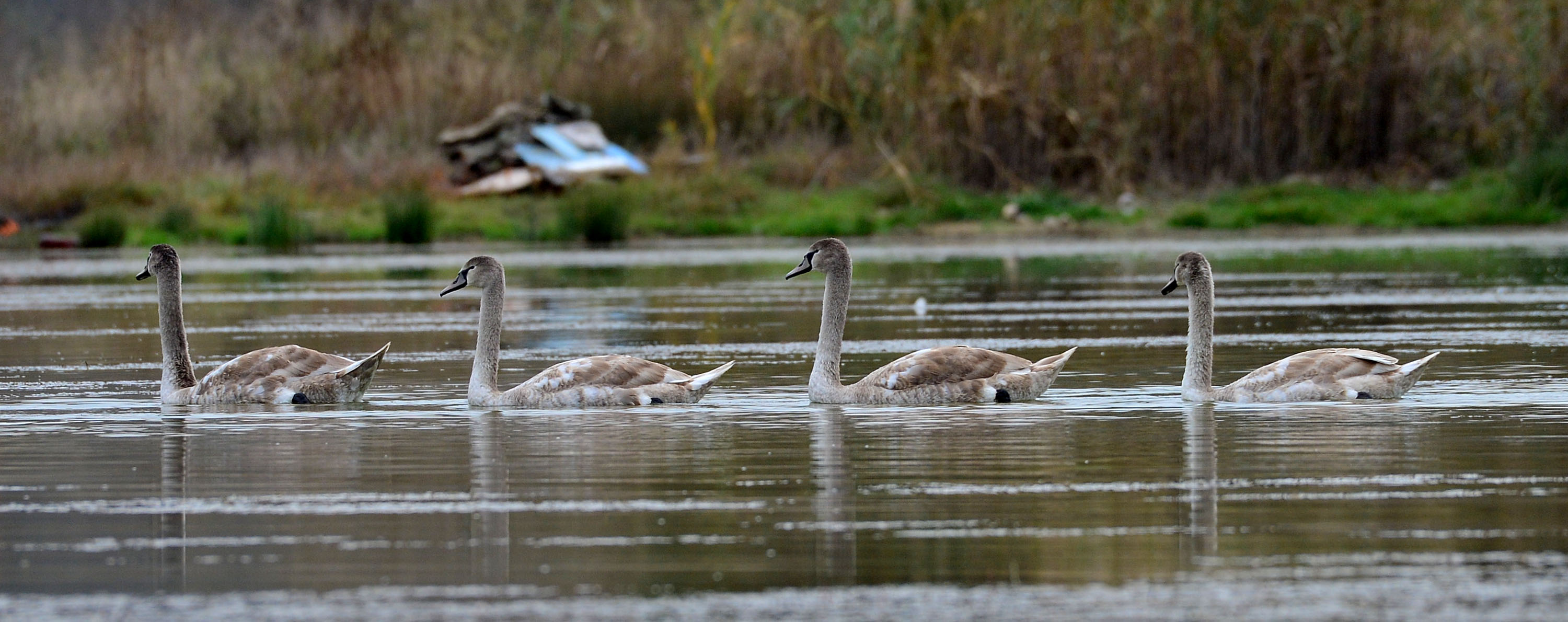В едноименен язовир край село Лиси връх, Шуменска област, са се заселили няколко двойки лебеди