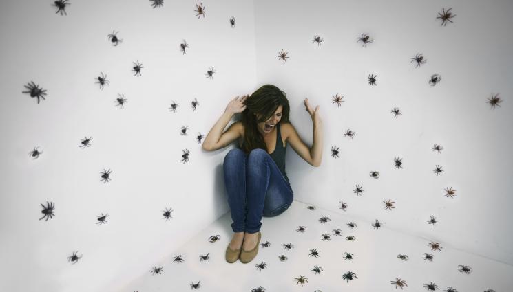 паяци - Защо не трябва да убиваме паяците?