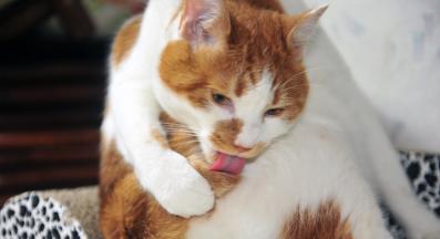 задна част на котка