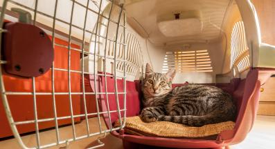 котка при ветеринар