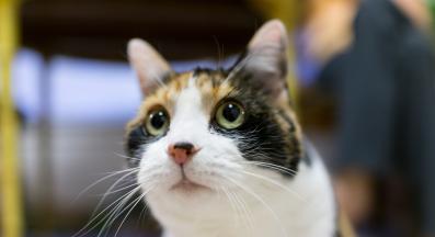 котешки очи близък план