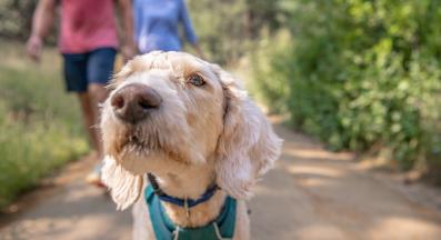 куче миризма