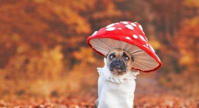 куче костюм