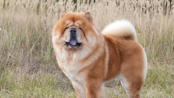 куче син език