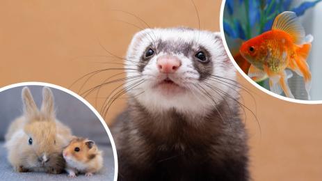 уикенд домашни любимци