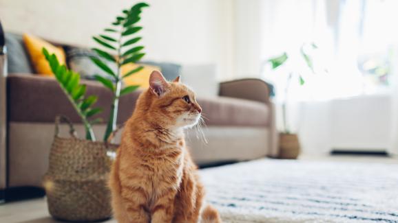 котка у дома